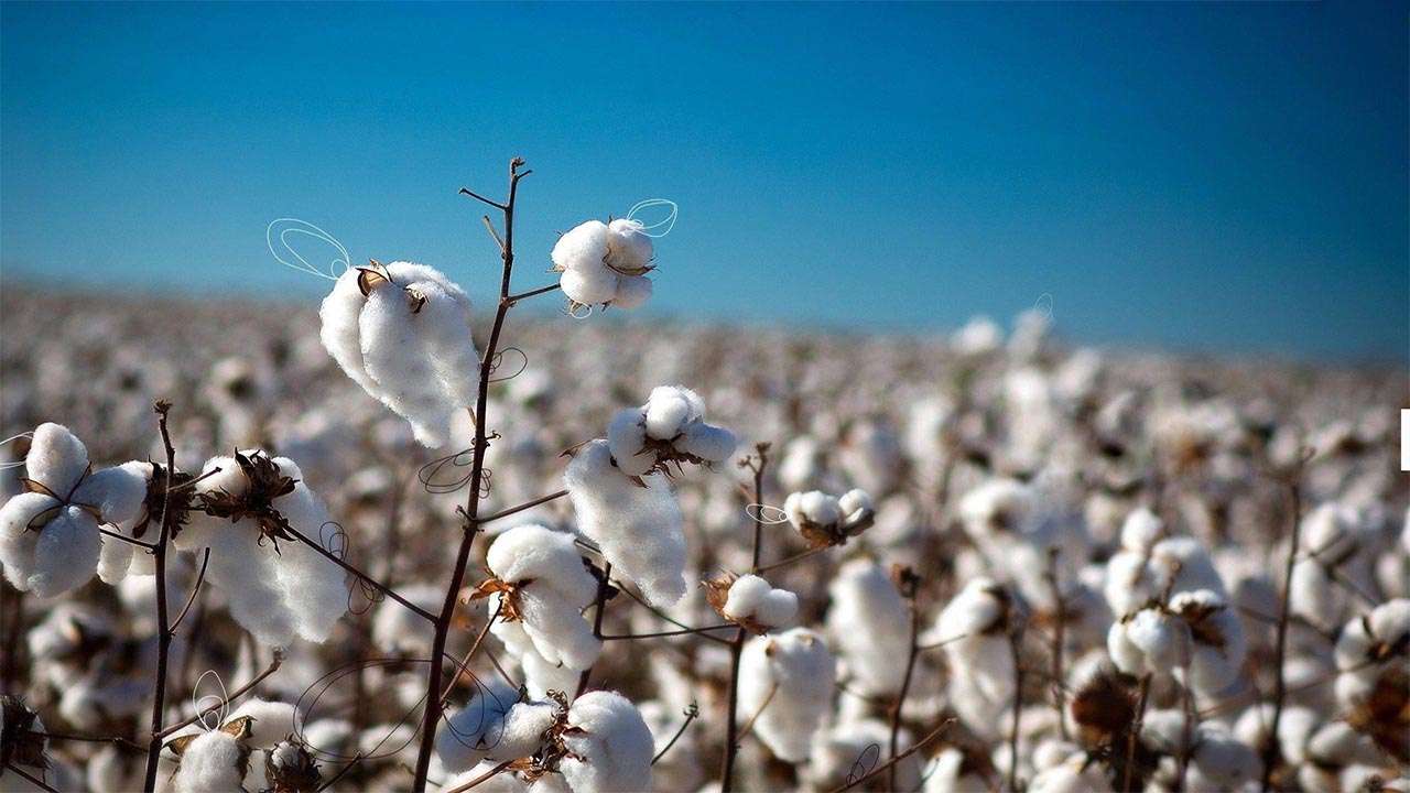 Sharp decline in Cotton prices of Rs200 to 300 per maund in Pakistan ...