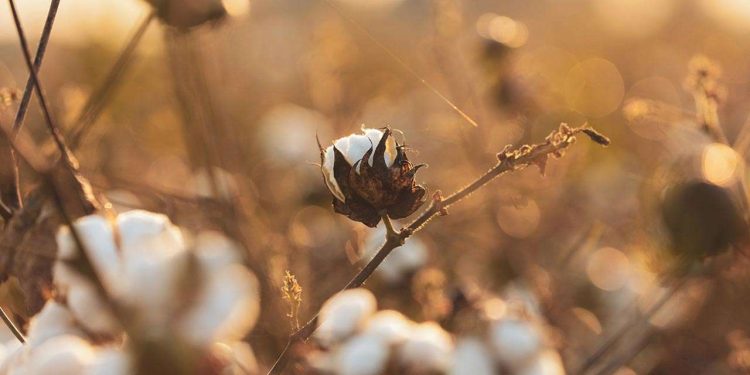 At present, 50% of Pakistan’s cotton is imported, even though we have the capacity to produce more than we need and under normal circumstances, should be exporting it.