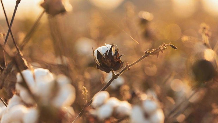 At present, 50% of Pakistan’s cotton is imported, even though we have the capacity to produce more than we need and under normal circumstances, should be exporting it.