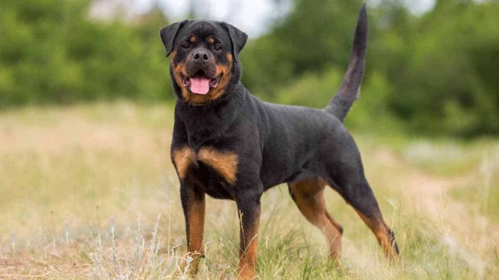 Top 10 dog breeds in Pakistan - Economy.pk