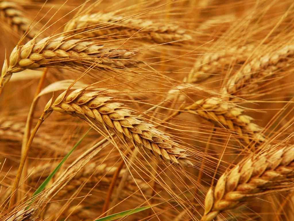 Wheat Procurement 