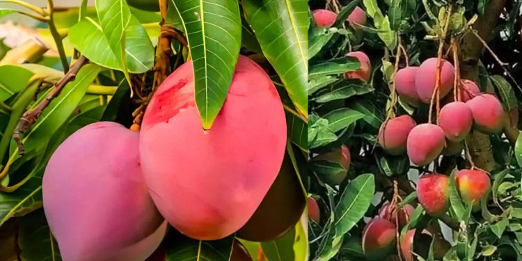 World’s most expensive mango cultivated in Karachi begins production