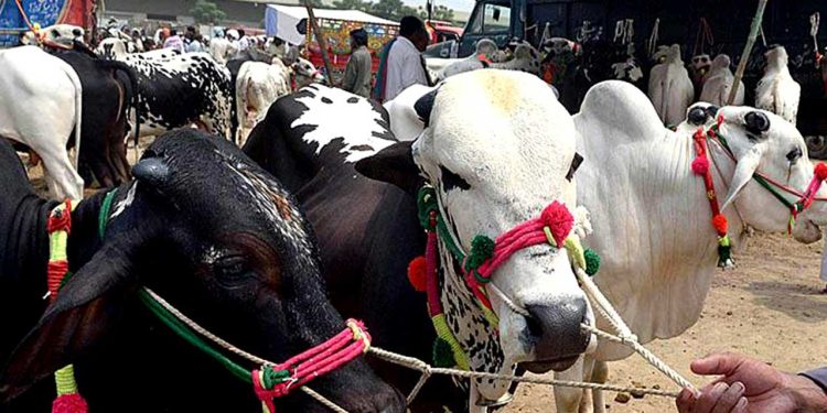 6.8 million animals to be sacrificed on Eid-ul-Azha in Pakistan