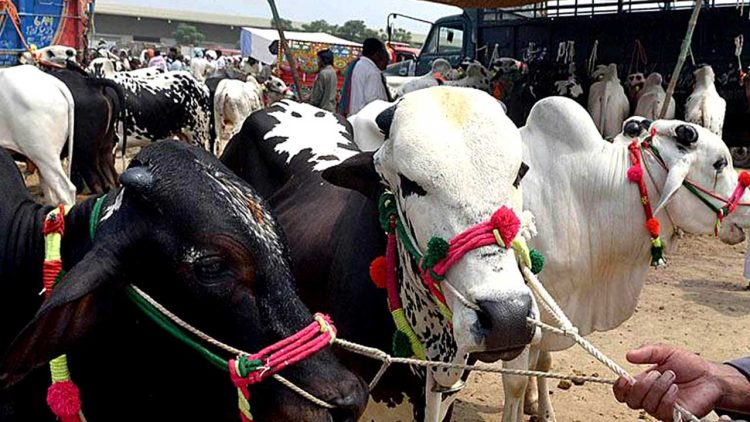 6.8 million animals to be sacrificed on Eid-ul-Azha in Pakistan