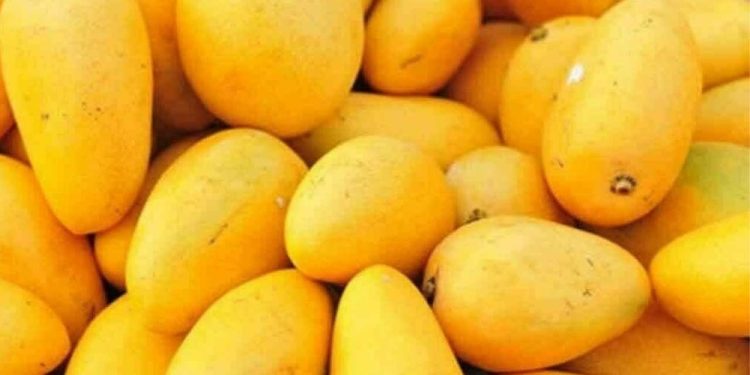 Pakistani Mango Festival in Dubai: A Sweet Celebration of Culture and Connection