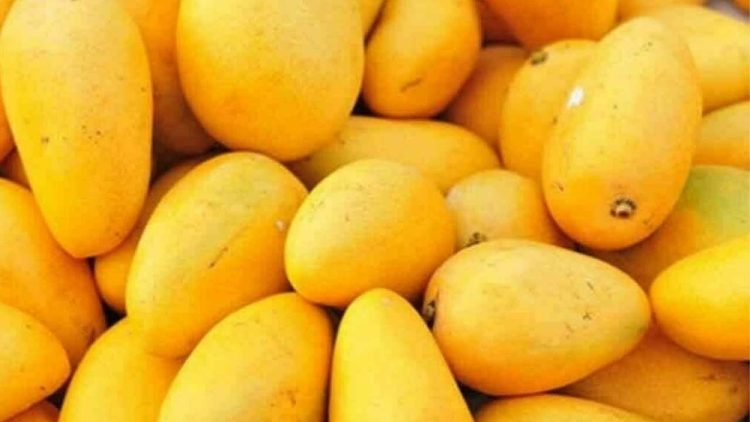 Pakistani Mango Festival in Dubai: A Sweet Celebration of Culture and Connection