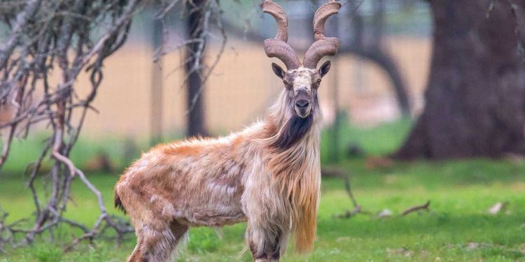 Pakistan Calls for Global Cooperation in Markhor Conservation at the United Nations