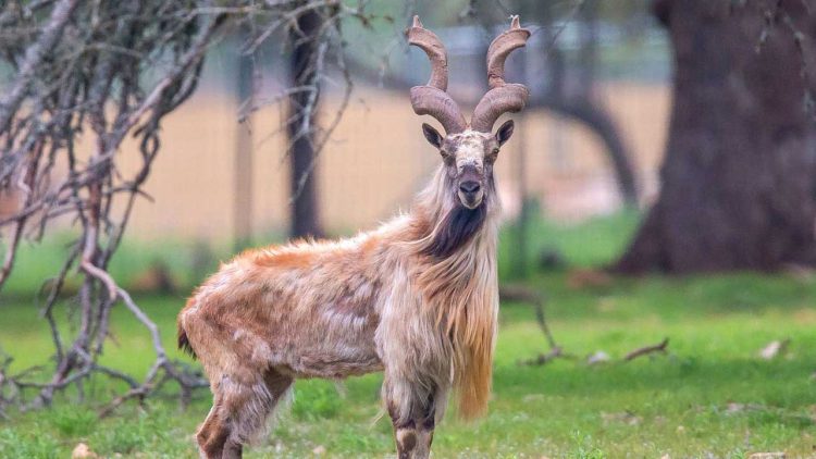 Pakistan Calls for Global Cooperation in Markhor Conservation at the United Nations
