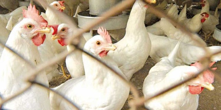 Chicken Prices Record Major Increase in Lahore