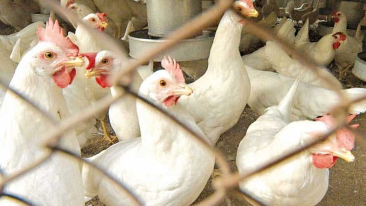 Chicken Prices Record Major Increase in Lahore