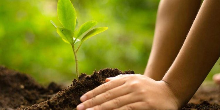 Karachi to Launch Major Tree Planting Campaign with 140,000 Saplings