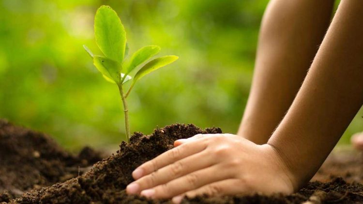 Karachi to Launch Major Tree Planting Campaign with 140,000 Saplings