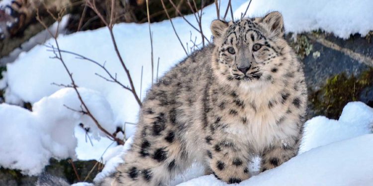 Snow Leopard to Become Pakistan’s International Symbol for Climate Change Adaptation