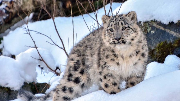 Snow Leopard to Become Pakistan’s International Symbol for Climate Change Adaptation