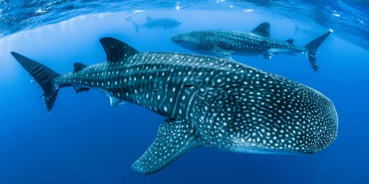 Endangered Whale Shark Spotted Near Charna Island in the Arabian Sea