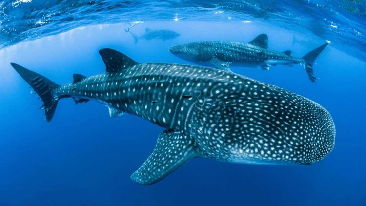 Endangered Whale Shark Spotted Near Charna Island in the Arabian Sea