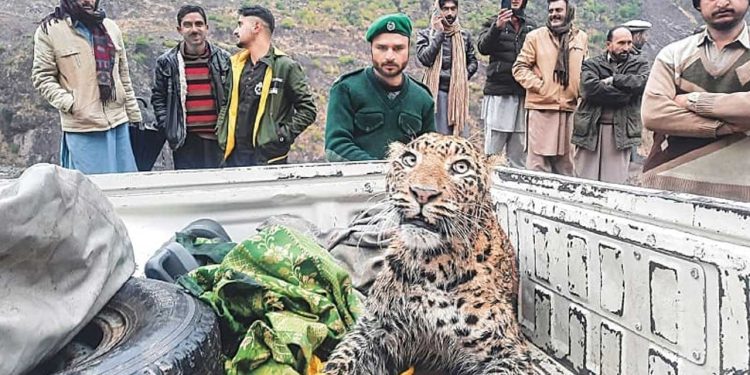 Rescued Leopard from Azad Kashmir Dies Due to Bullet Wounds