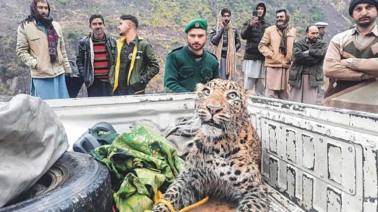 Rescued Leopard from Azad Kashmir Dies Due to Bullet Wounds