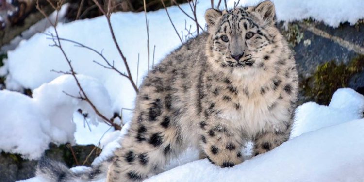 Pakistan Backs Global Initiative to Designate Snow Leopard as Climate Adaptation Symbol