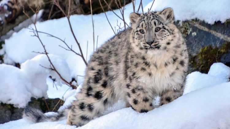 Pakistan Backs Global Initiative to Designate Snow Leopard as Climate Adaptation Symbol