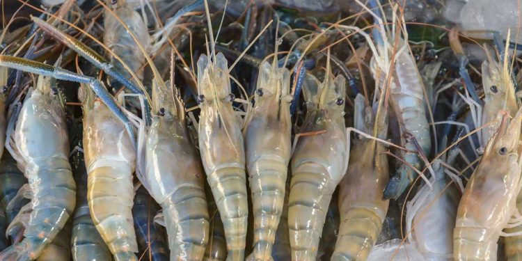 Punjab Launches Internship Program in Shrimp Farming to Empower Youth