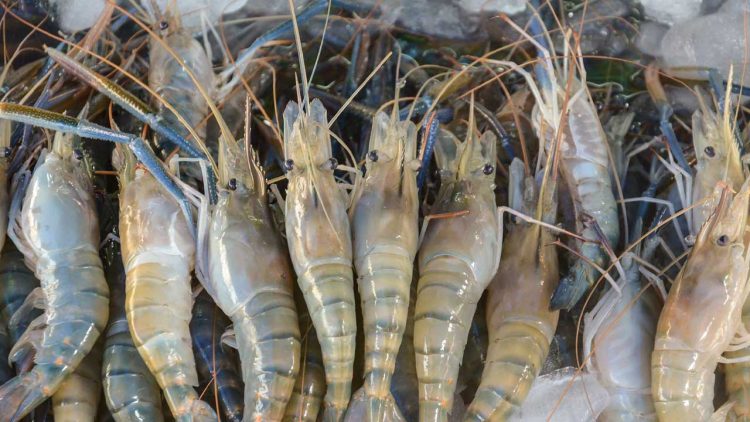 Punjab Launches Internship Program in Shrimp Farming to Empower Youth